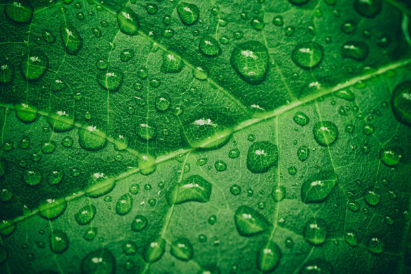 Wassertropfen auf Blatt