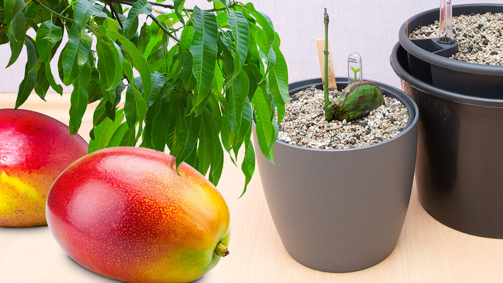 Südfrucht Mango: So ziehen Sie und pflegen Sie Ihre eigene exotische Pflanze!