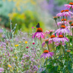 So wird der Garten ökologisch – die Grundlagen eines Naturgartens