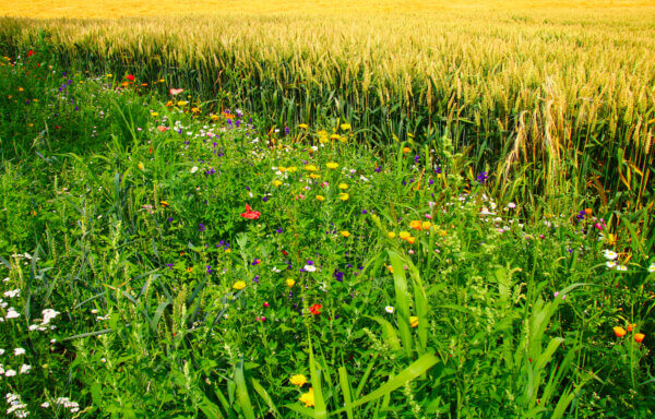 Blühstreifen am Getreidefeld