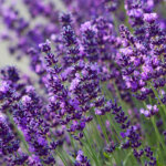 Lavendel