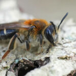 Sandbienen – die Einzelgänger unter den Bienen