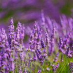 lavendel