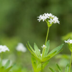 Waldmeister