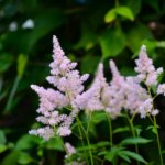 Astilbe