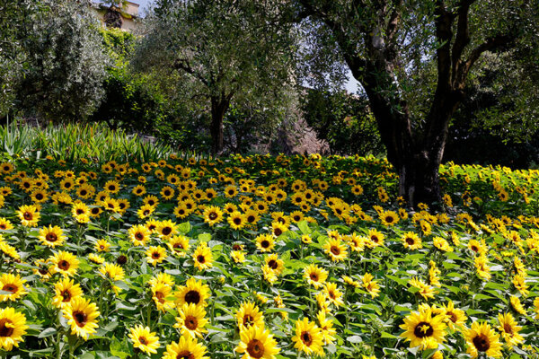 Sonnenblumen