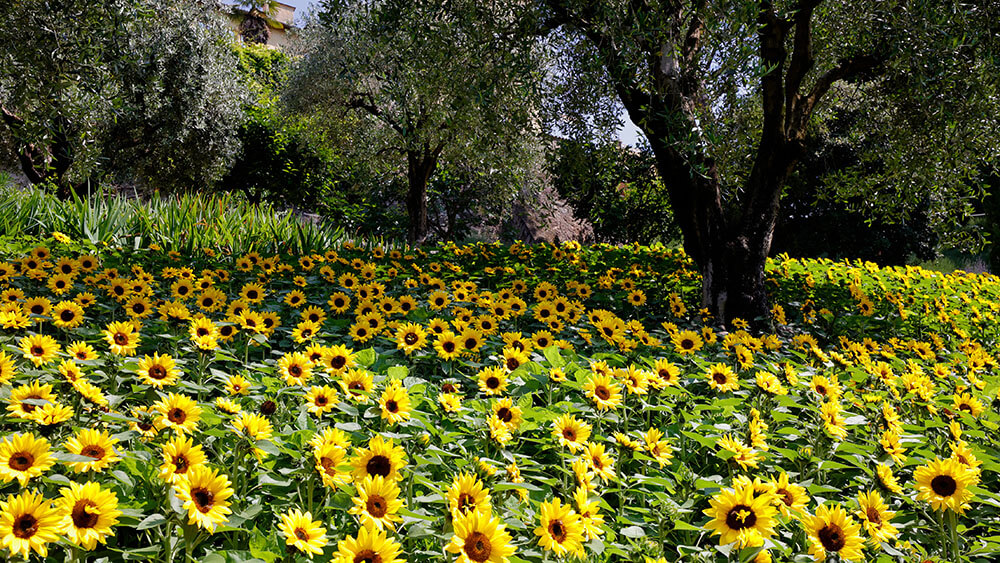 Sonnenblumen