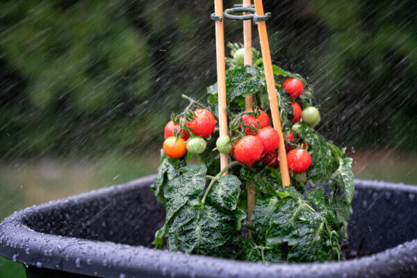 Tomaten im Regen