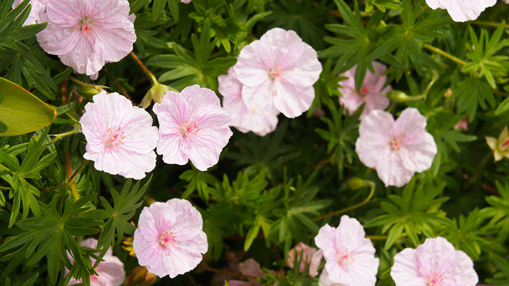 15 pflegeleichte Gartenpflanzen, die auch ohne grünen Daumen gedeihen