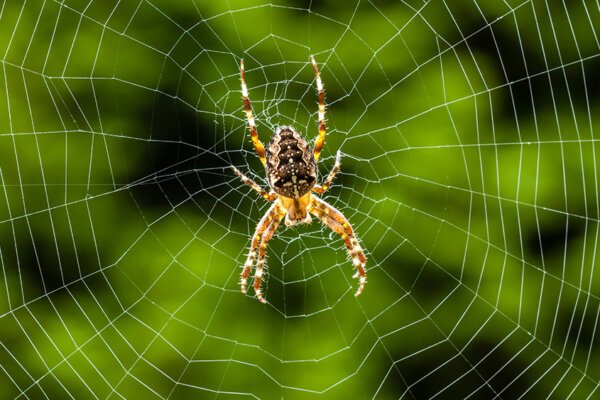 Kreuzspinne im Netz