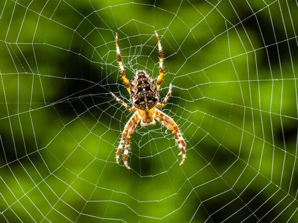 Kreuzspinne im Netz