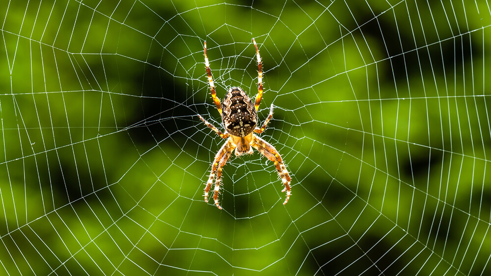 Kreuzspinne im Netz