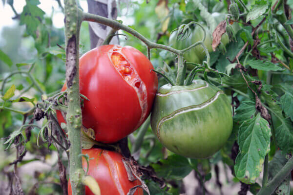 Tomaten gerissen