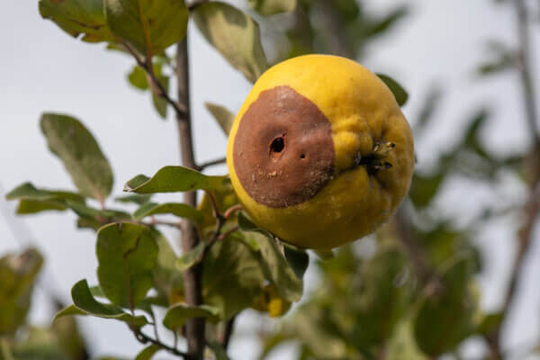 Apfel Schadstelle