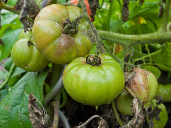 Blütenendfäule grüne Tomaten