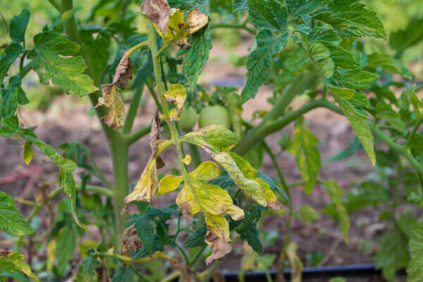 gelbe Tomatenblätter