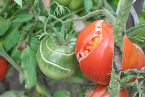 geplatzte Tomaten