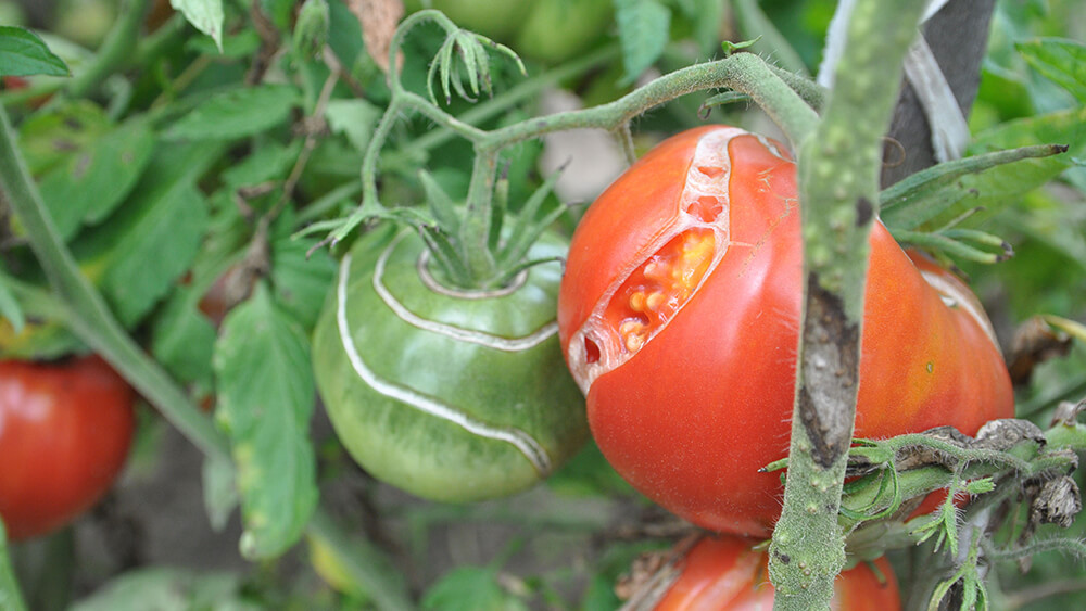 geplatzte Tomaten