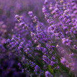 Lavendel