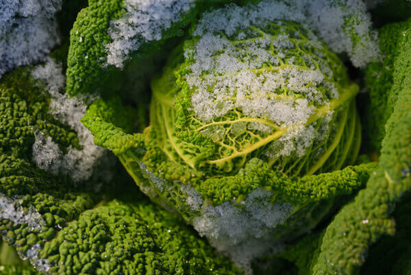 Wintergemüse Kohl