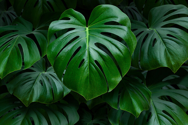 Monstera