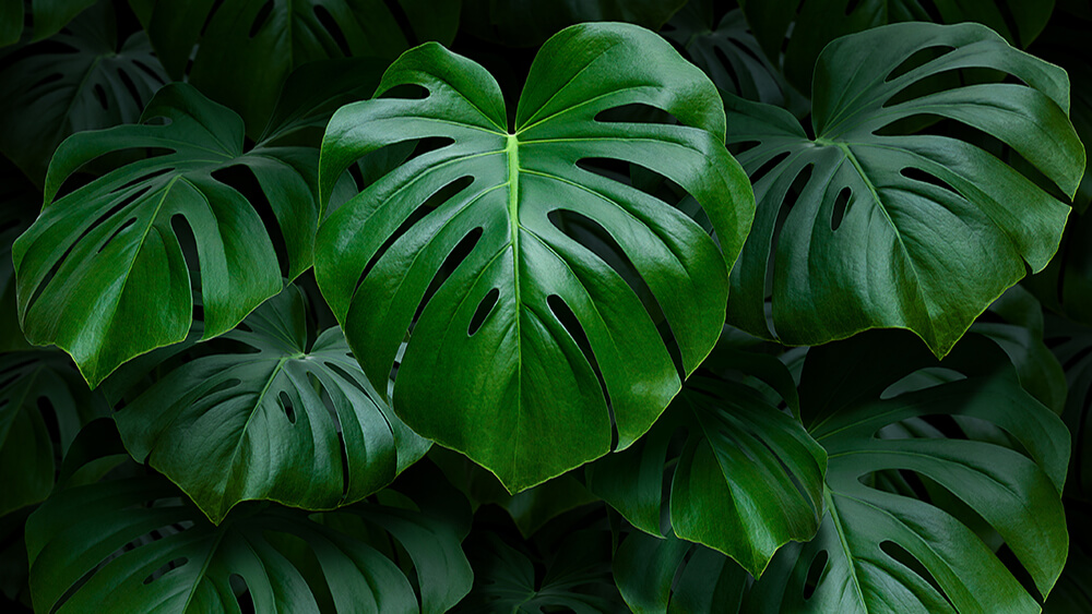 Monstera