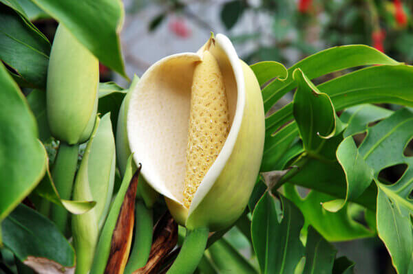 Monstera Blüte