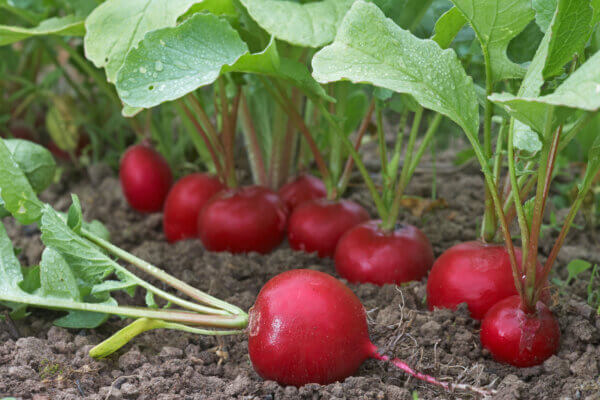 Radieschen im Beet