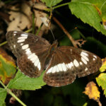 Kleiner Eisvogel