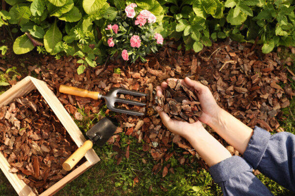 Rindenmulch in der Hand