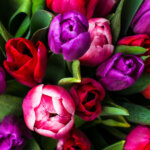 Tulpen