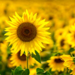 Sonnenblumen