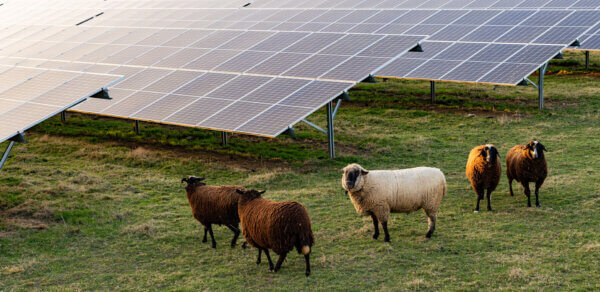 Agri-Photovoltaik mit Schafen