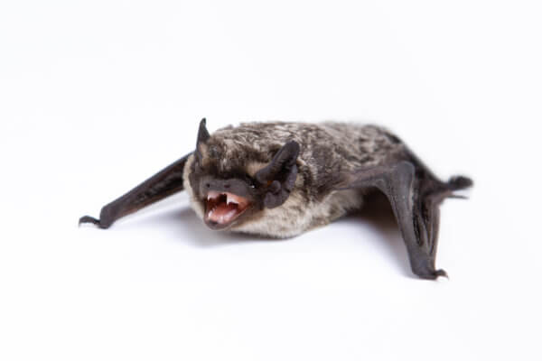 Zweifarbfledermaus