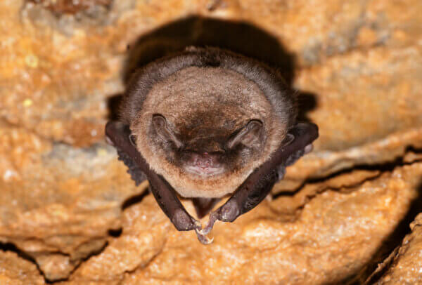 Langflügelfledermaus