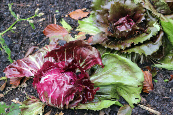 Radicchio