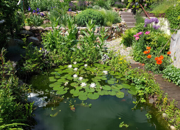 Teich im Garten