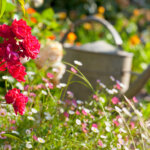 Naturgarten – 10 heimische Sträucher für Vögel und Insekten