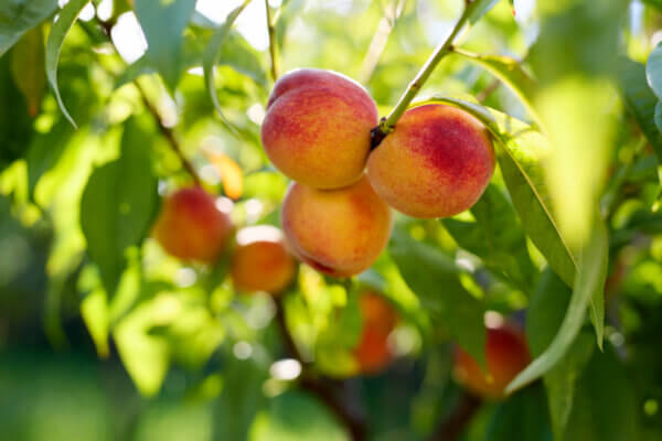 Obstbaum