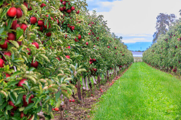 Obstgarten