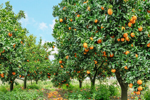 Streuobstwiese