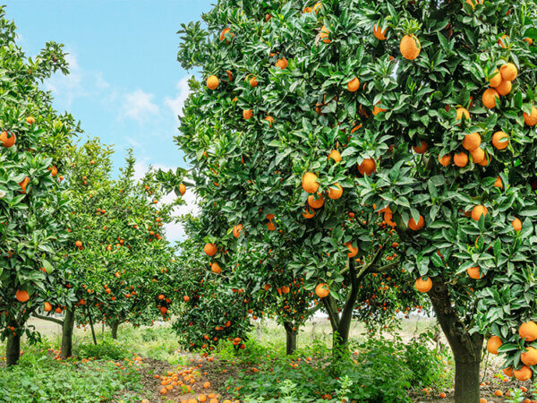 Streuobstwiese anlegen – ein Ökosystem erwacht zu neuem Leben