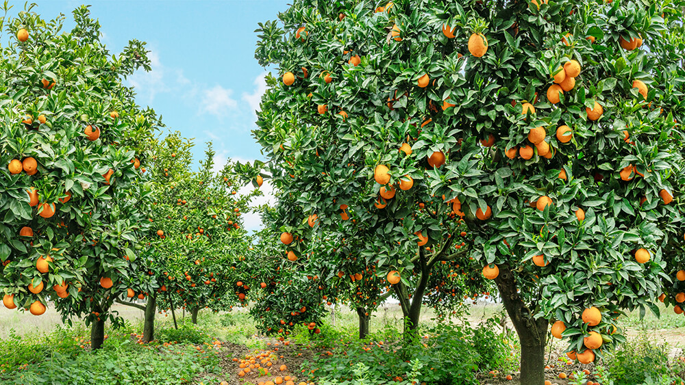 Streuobstwiese