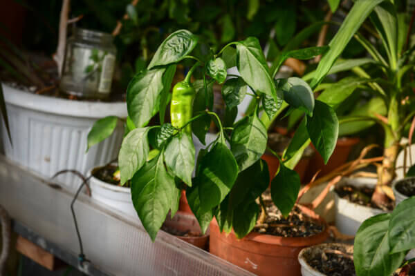 Paprika auf Balkon