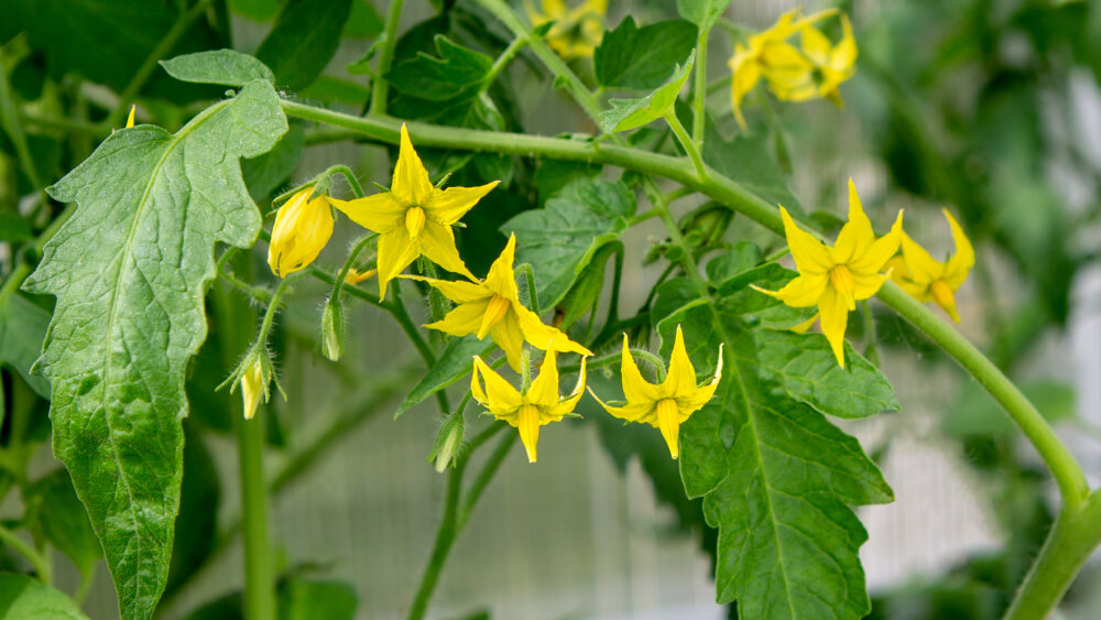 Tomatenblüten