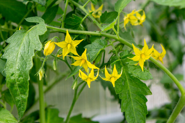 Tomatenblüten