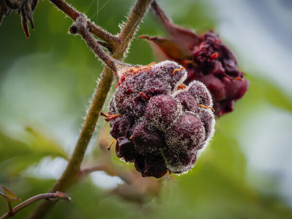 Schimmel an Brombeeren