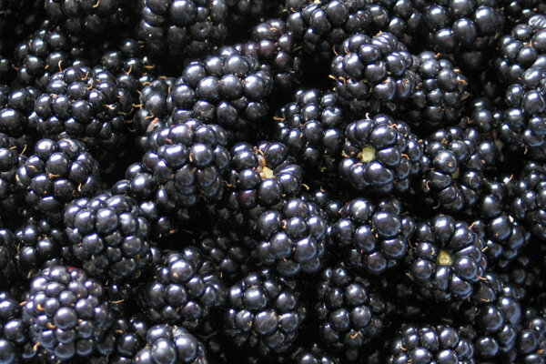 Brombeeren