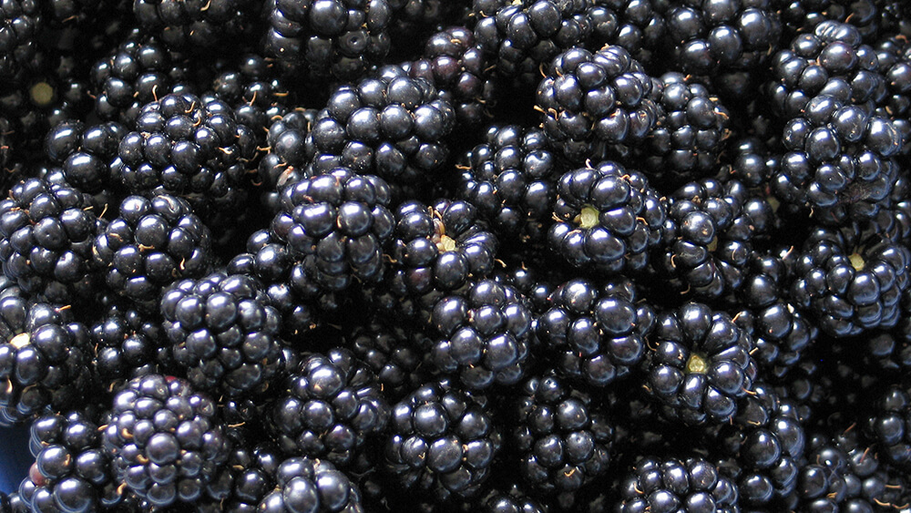 Brombeeren