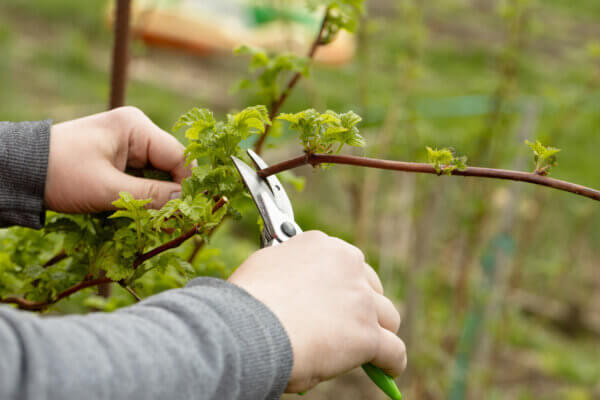 Brombeeren schneiden